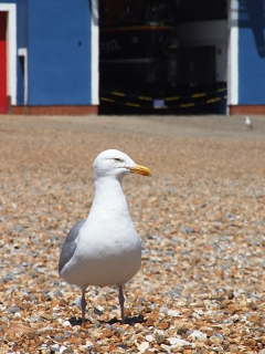 Hastings a Canterbury