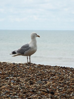 Racek